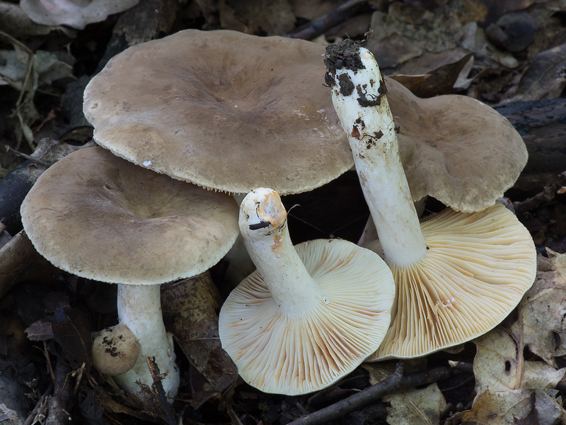 Lactarius azonites